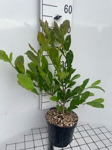 Magnolia stellata geen maat specificatie cont. 3,0L
