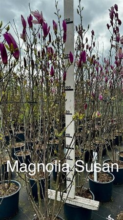Magnolia 'Susan' 100-125 cm cont. 15L