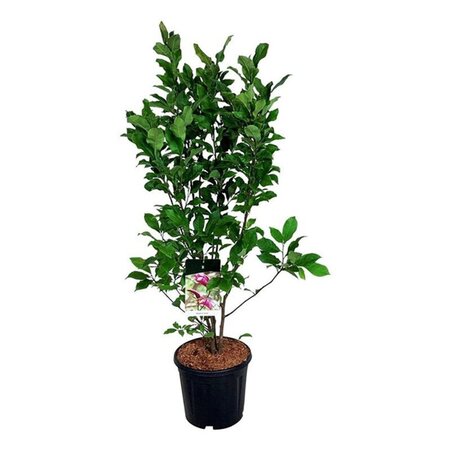 Magnolia 'Susan' 100-125 cm cont. 15L - afbeelding 1
