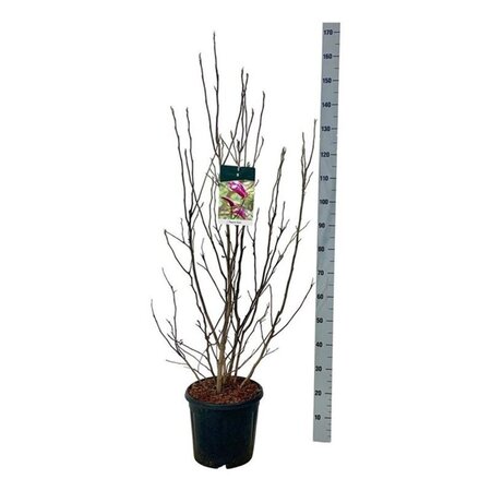 Magnolia 'Susan' 100-125 cm cont. 15L - afbeelding 2