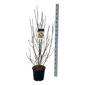 Magnolia 'Susan' 100-125 cm cont. 15L - afbeelding 2