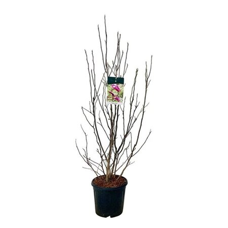 Magnolia 'Susan' 100-125 cm cont. 15L - afbeelding 3