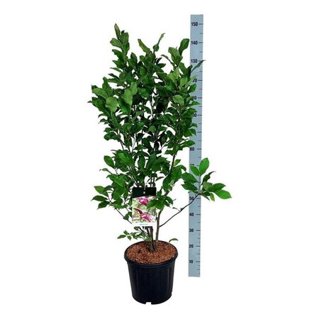 Magnolia 'Susan' 100-125 cm cont. 15L - afbeelding 4