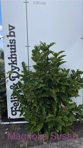 Magnolia 'Susan' 100-125 cm met kluit