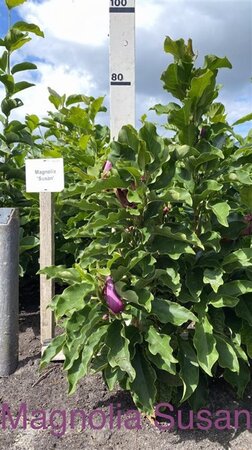 Magnolia 'Susan' 100-125 cm met kluit - afbeelding 2