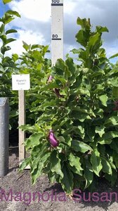 Magnolia 'Susan' 100-125 cm met kluit - afbeelding 2