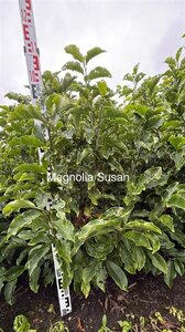 Magnolia 'Susan' 100-125 cm met kluit - afbeelding 4