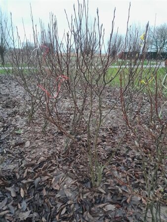 Magnolia 'Susan' 150-175 cm draadkluit meerstammig - afbeelding 4