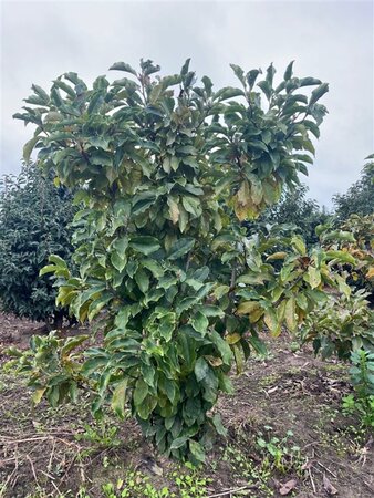 Magnolia 'Susan' 150-175 cm draadkluit meerstammig