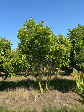 Magnolia 'Susan' 150-175 cm draadkluit meerstammig - afbeelding 1
