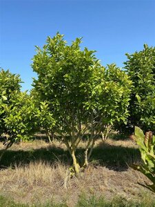 Magnolia 'Susan' 150-175 cm draadkluit meerstammig