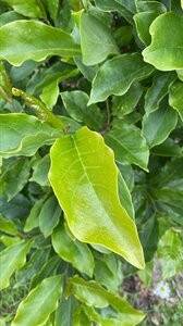 Magnolia 'Susan' 150-175 cm draadkluit meerstammig - afbeelding 2