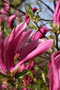 Magnolia 'Susan' 150-175 cm draadkluit meerstammig - afbeelding 3