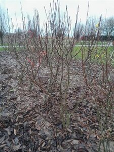 Magnolia 'Susan' 150-175 cm WRB multi-stem - image 4