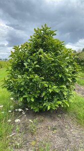 Magnolia 'Susan' 150-175 cm WRB multi-stem