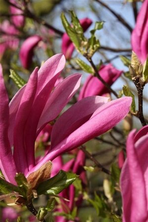 Magnolia 'Susan' 150-175 cm WRB multi-stem - image 3
