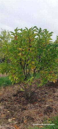 Magnolia 'Susan' 150-175 cm WRB multi-stem - image 5