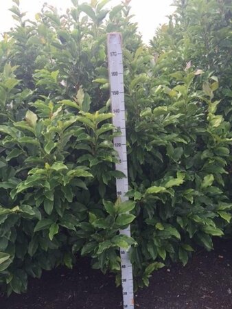 Magnolia 'Susan' 150-175 cm met kluit solitair - afbeelding 2