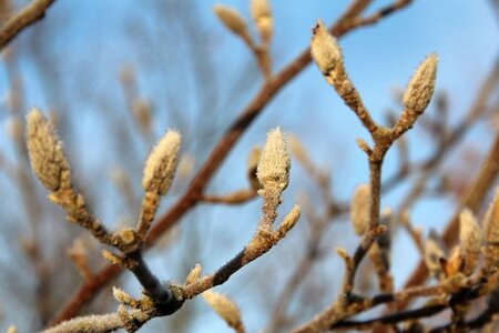 Magnolia 'Susan' 200-250 cm met kluit - afbeelding 7