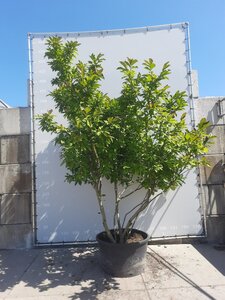 Magnolia 'Susan' 350-400 cm WRB multi-stem