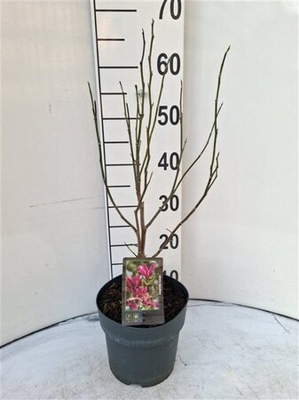 Magnolia 'Susan' 40-50 cm cont. 3,0L - afbeelding 1