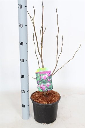 Magnolia 'Susan' 40-50 cm cont. 3,0L - afbeelding 4