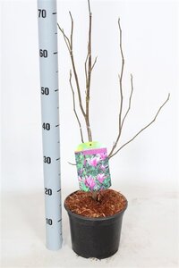 Magnolia 'Susan' 40-50 cm cont. 3,0L - afbeelding 4