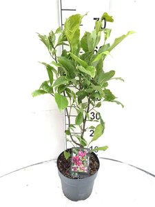 Magnolia 'Susan' 40-50 cm cont. 3,0L - afbeelding 2
