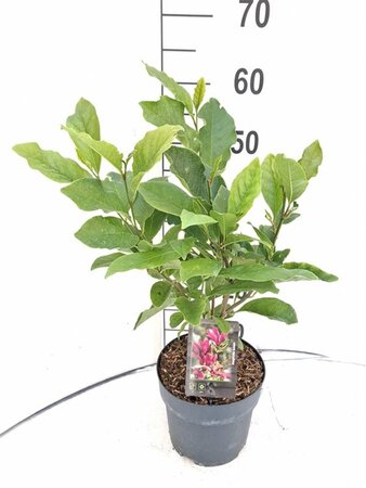 Magnolia 'Susan' 40-50 cm cont. 3,0L - afbeelding 7