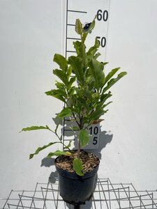 Magnolia 'Susan' 40-50 cm cont. 3,0L - afbeelding 3