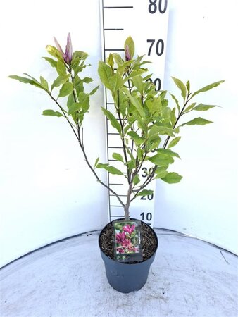 Magnolia 'Susan' 40-50 cm cont. 3,0L - afbeelding 2