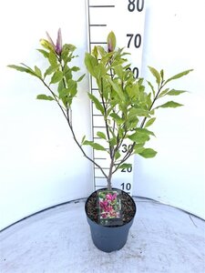 Magnolia 'Susan' 40-50 cm cont. 3,0L - afbeelding 2