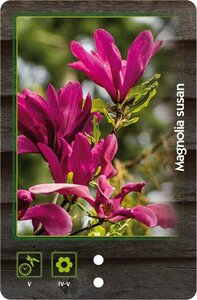 Magnolia 'Susan' 40-50 cm cont. 3,0L - afbeelding 2