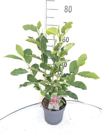 Magnolia 'Susan' 40-50 cm cont. 3,0L - afbeelding 5