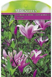 Magnolia 'Susan' 40-50 cm cont. 3,0L - afbeelding 5