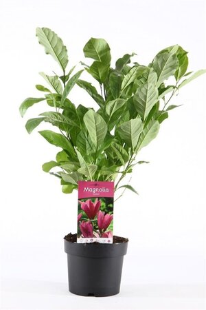Magnolia 'Susan' 40-50 cm cont. 3,0L - afbeelding 1