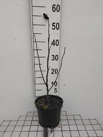 Magnolia 'Susan' 40-50 cm cont. 3,0L - afbeelding 4