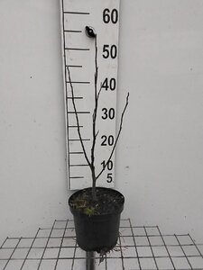 Magnolia 'Susan' 40-50 cm cont. 3,0L - afbeelding 4