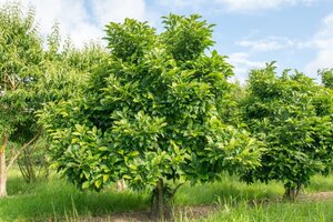 Magnolia 'Susan' 50-60 cm container - afbeelding 5