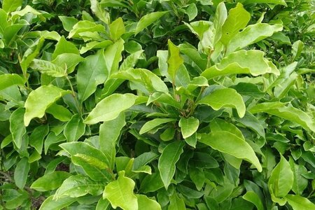 Magnolia 'Susan' 50-60 cm container - afbeelding 9