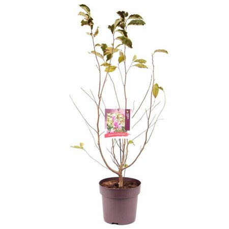 Magnolia 'Susan' 60-80 cm cont. 10L - afbeelding 3