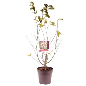 Magnolia 'Susan' 60-80 cm cont. 10L - afbeelding 3