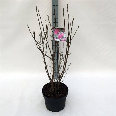 Magnolia 'Susan' 60-80 cm cont. 10L - afbeelding 1