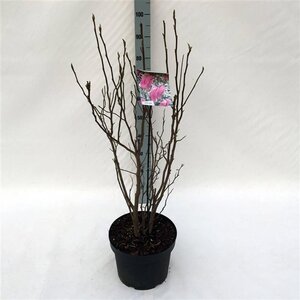 Magnolia 'Susan' 60-80 cm cont. 10L