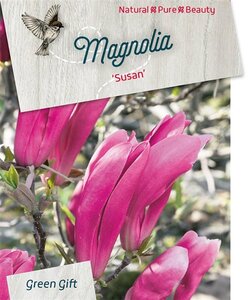 Magnolia 'Susan' 60-80 cm cont. 10L - afbeelding 2