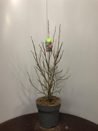 Magnolia 'Susan' 60-80 cm cont. 10L - afbeelding 1