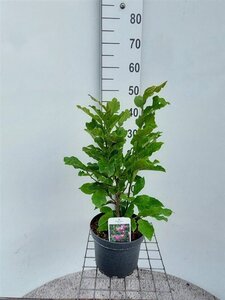 Magnolia 'Susan' 60-80 cm cont. 4,0L