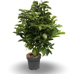 Magnolia 'Susan' 80-100 cm cont. 12L