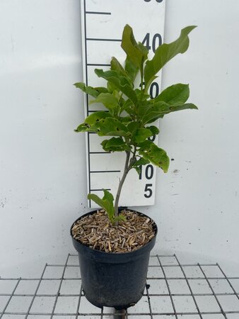 Magnolia 'Susan' geen maat specificatie cont. 3,0L
