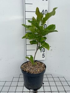 Magnolia 'Susan' geen maat specificatie cont. 3,0L